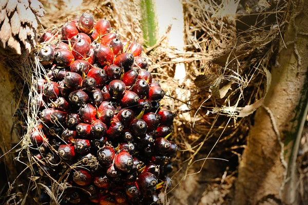 Olja palm plantation — Stockfoto