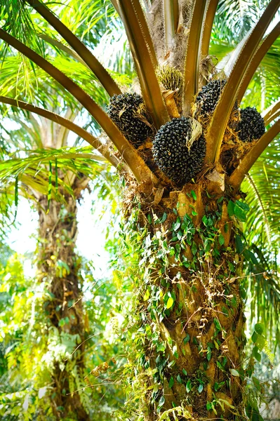 Plantación de palma aceitera — Foto de Stock