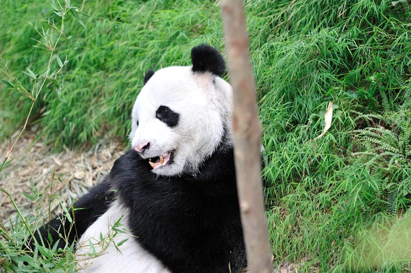 Panda gigante — Fotografia de Stock