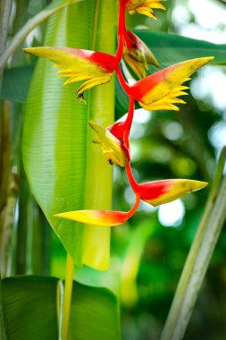 Heliconia çiçeği