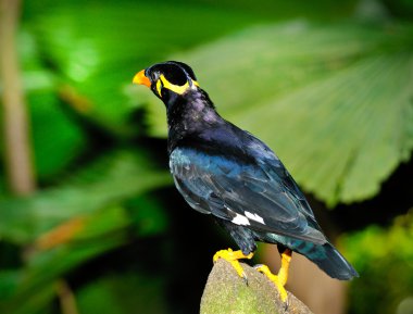 Hill myna (gracula bileğinde)