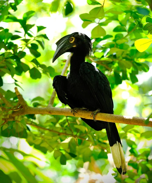 Птахи-носороги чорний (anthracoceros malayanus) — стокове фото