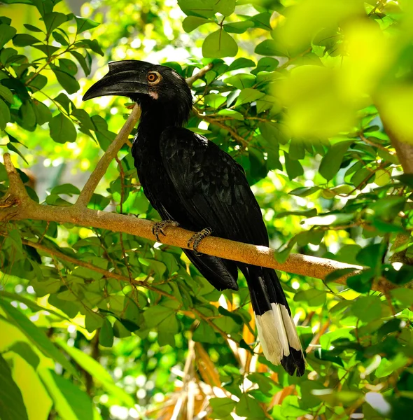 Černý hornbill (anthracoceros malayanus) — Stock fotografie
