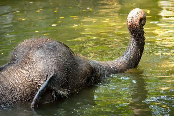 Asian Elephant i — Stock Photo, Image