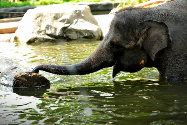 Asiatisk elefant i - Stock-foto