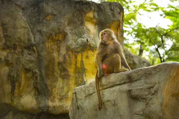 Hamadryas baboons (Papio hamadryas) — Stock Photo, Image