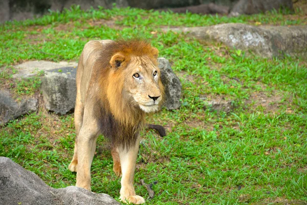 Mężczyzna lew — Zdjęcie stockowe