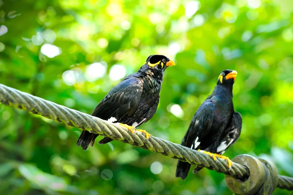 Loskuták posvátný (gracula religiosa) — Stock fotografie