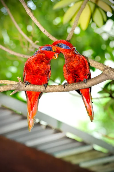 Křepelka korunkatá lory (eos reticulata) — Stock fotografie