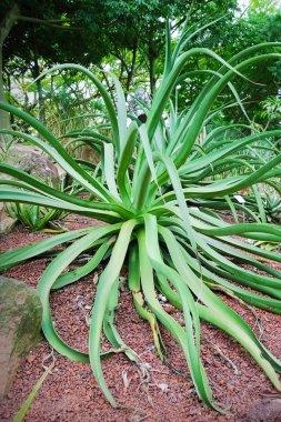 Agave Eduardi (Agavacfae)