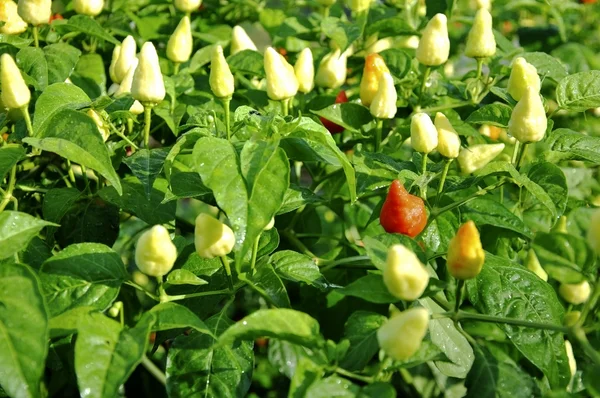 Plantas de pimentão — Fotografia de Stock