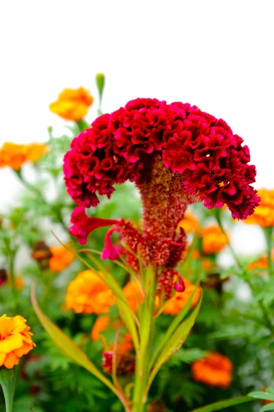 Квіти Улаштування квітки солодкого гороху — стокове фото