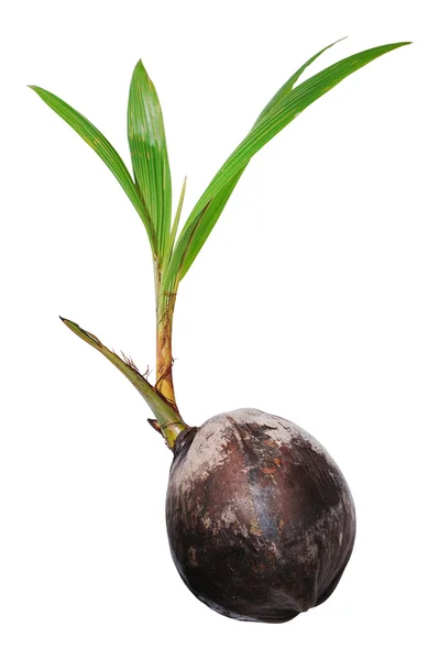 Young Coconut Tree — Stock Photo, Image