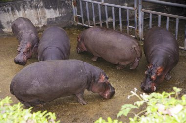 su aygırı Taipei hayvanat bahçesinde.