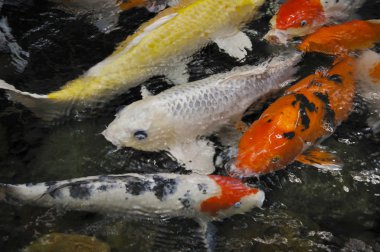 Koi sazan, iyi şanslar ve refah sembolleri