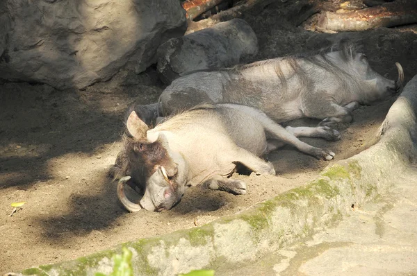 Warthog do deserto adormecido (Phacochoerus aethiopicus ) — Fotografia de Stock