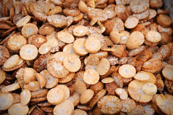 Noix de bétel séchées ou noix d'Areca . — Photo