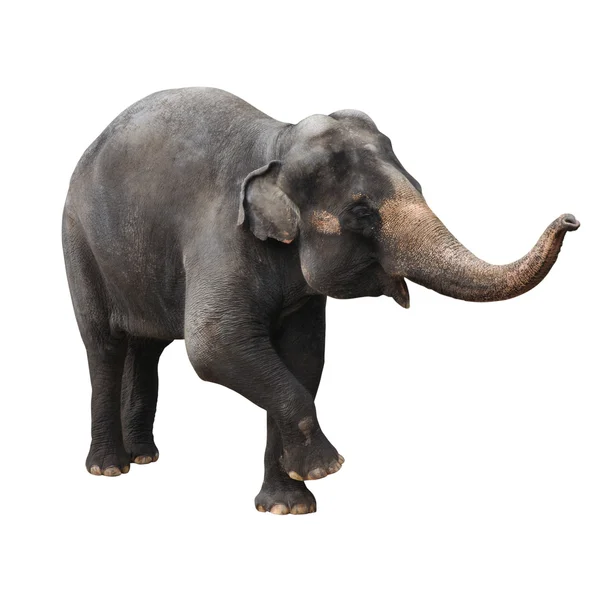 Elefante asiático — Foto de Stock