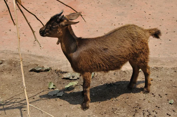茶色のヤギ — ストック写真