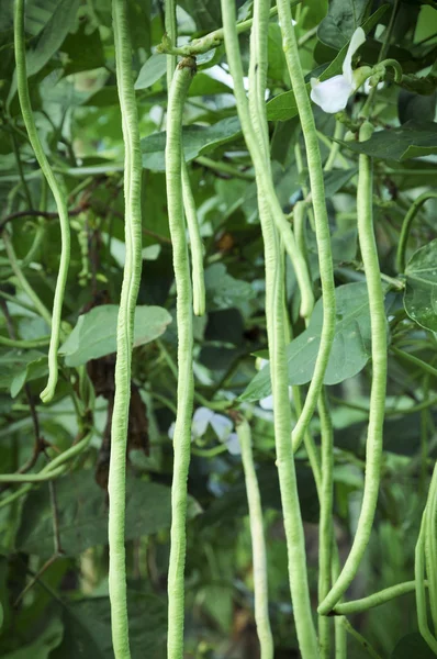 Fava verde — Fotografia de Stock