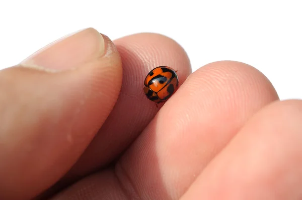 Lieveheersbeestje zittend op de palm van een hand. — Stockfoto