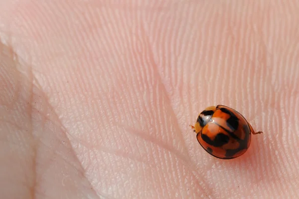 Ladybird sitting on the palm of a hand. — Stock Photo, Image