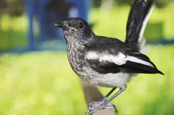 Magpie Falando — Fotografia de Stock