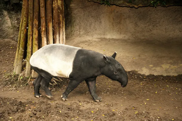 Malayan tapir hewan — Stok Foto
