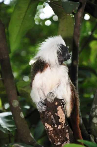 Tamarin de algodón en una rama . — Foto de Stock