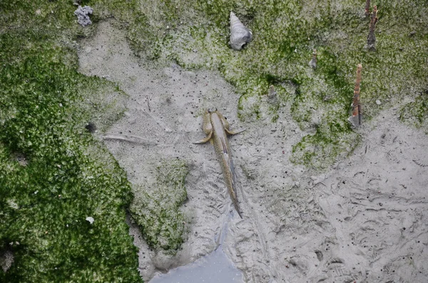 Passeggiando pesce mudskipper — Foto Stock