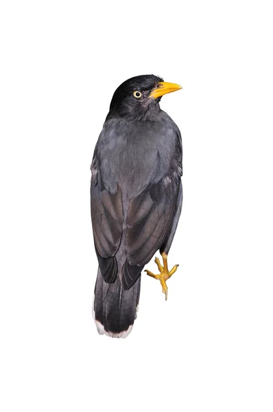 Mynah bird — Stock Photo, Image