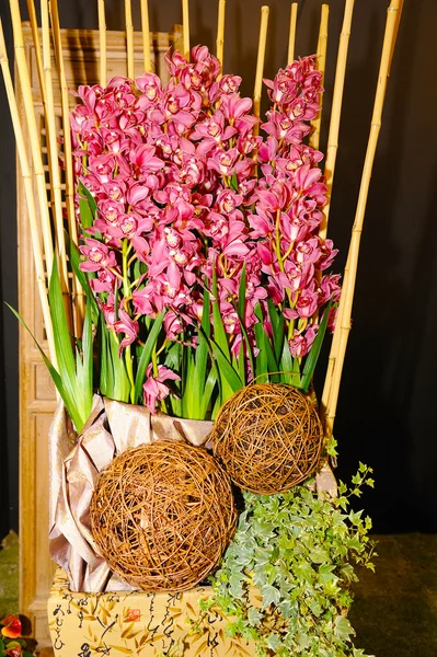 Bela orquídea no jardim. — Fotografia de Stock