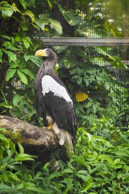 stellers deniz kartalı