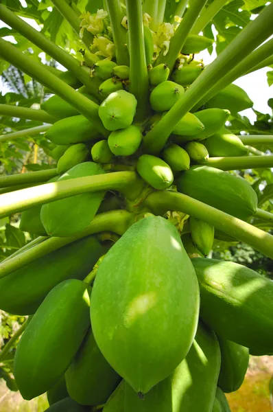 Árbol de papaya — Foto de Stock