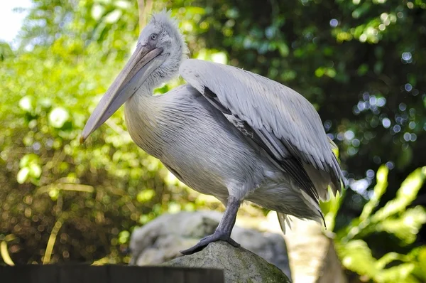 Güzel Pelikan — Stok fotoğraf