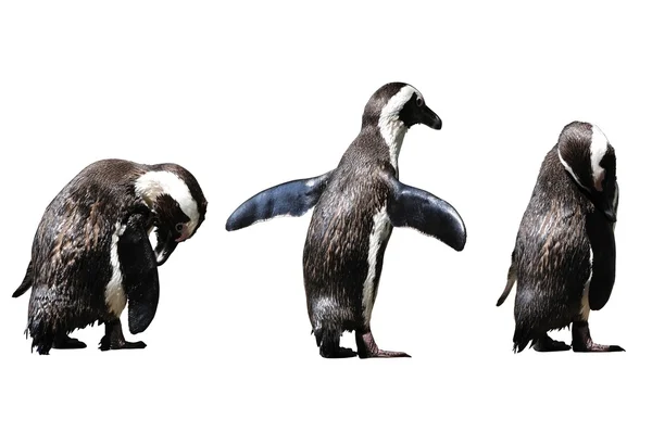 Tučňák Humboldtův, spheniscus humboldti — Stock fotografie