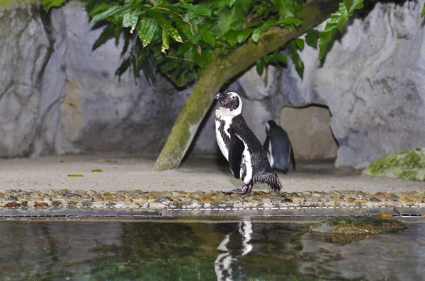 Pinguino Humboldt, spheniscus humboldti — Foto Stock