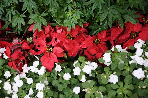 Beautiful red poinsettia — Stock Photo, Image