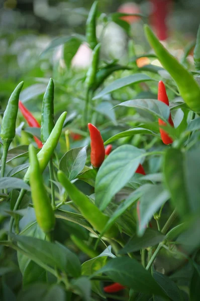 Red and Green Chilli — Stock Photo, Image