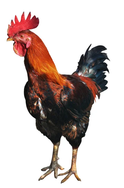 Bellissimo gallo — Foto Stock