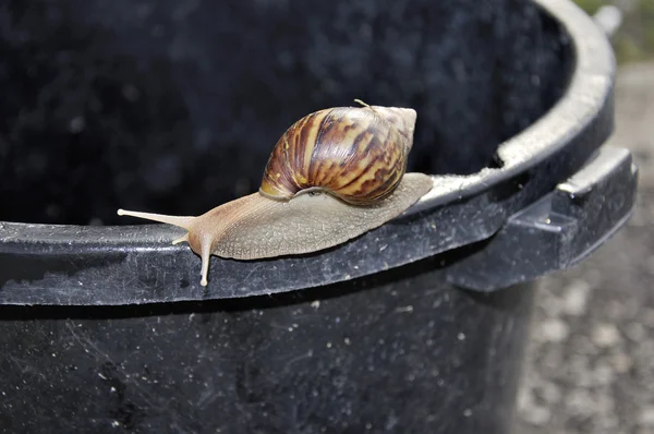 Snail against texture background. — Stock Photo, Image