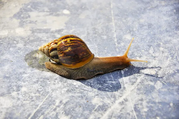 Snail against texture background. — Stock Photo, Image