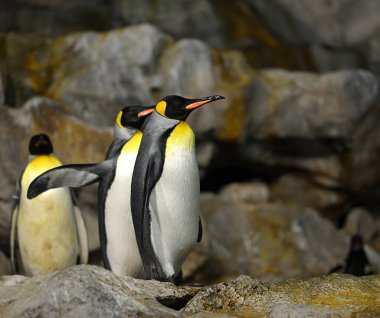 Parktaki Kral Penguen 'e yaklaş, seçici odaklanma..