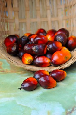 Afrika Yağı Palmiyesi (Elaeis guineensis). Petrol palmiyesi Batı Afrika 'dan gelmektedir ama dünyanın birçok tropikal bölgesinde yetiştirilmiştir. Endonezya & Malezya dünya palmiye yağının yaklaşık% 85 'ini üretiyor.