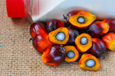 Afrika Yağı Palmiyesi (Elaeis guineensis). Petrol palmiyesi Batı Afrika 'dan gelmektedir ama dünyanın birçok tropikal bölgesinde yetiştirilmiştir. Endonezya & Malezya dünya palmiye yağının yaklaşık% 85 'ini üretiyor.