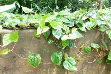 Sireh en çok betel yaprağı olarak bilinir. Sireh yapraklarına sarılmış betel fındıklar çeşitli Asyalılar tarafından çiğnenir. Bu dişlere belirgin bir kırmızı leke bırakıyor. Sireh genellikle törenler sırasında bir coşku kaynağı olarak kullanılır..
