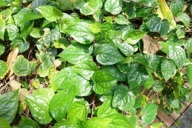 Sireh en çok betel yaprağı olarak bilinir. Sireh yapraklarına sarılmış betel fındıklar çeşitli Asyalılar tarafından çiğnenir. Bu dişlere belirgin bir kırmızı leke bırakıyor. Sireh genellikle törenler sırasında bir coşku kaynağı olarak kullanılır..