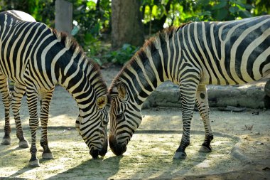 Zebra 'ya (Equus quagga) parkta yaklaş.