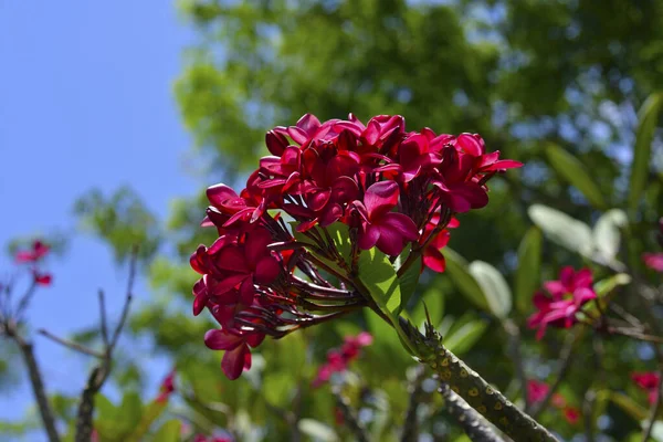 Flores Tropicales Frangipani Plumeria Árbol Contra Cielo Azul —  Fotos de Stock