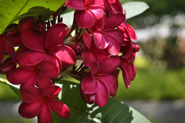 Ağaçta Mavi Gökyüzüne Karşı Tropik Çiçekler Açan Frangipani Plumeria — Stok fotoğraf